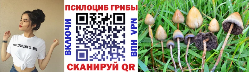 наркотики Чита Галлюциногенные грибы GOLDEN TEACHER